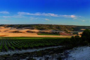 Spanish grape field at Tamaral winery