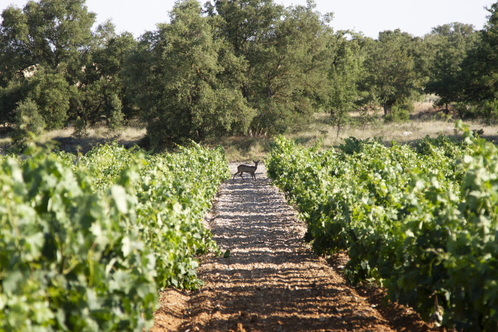 Hiszpańskie pole winogron w winiarni Tamaral z przestraszoną sarną na środku