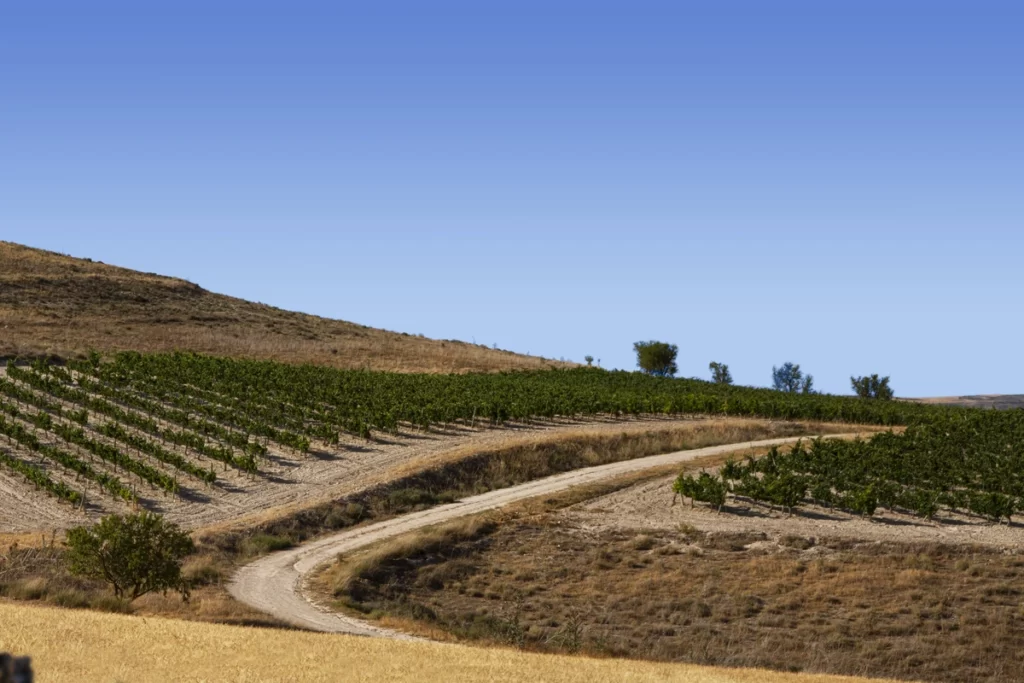 wine varietals, vineyard grape field