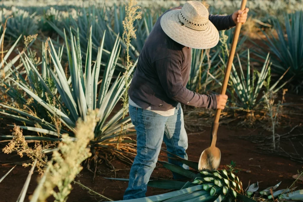 What mezcal is? jimador harvesting agave